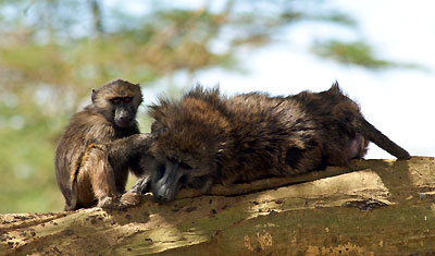 En barn babian plockar sin förälder, Lake Nakuru, Kenya