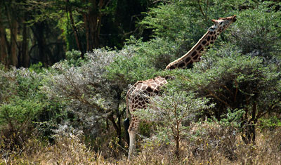 Rothschildgiraff i Lake Nakuru, Kenya