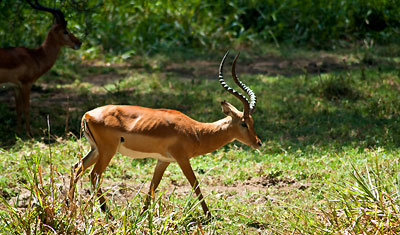 En impala väntar på oss att åka vidare för den skall gå över vägen, Lake Nakuru Kenya