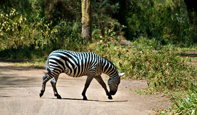 En zebra passerar vår väg, Lake Nakuru Kenya