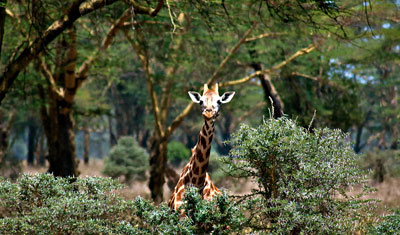 En giraff spanar på oss från bakom ett träd i Lake Nakuru, Kenya