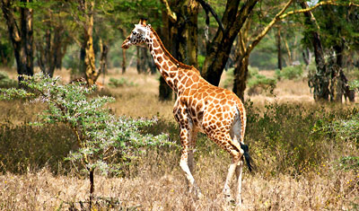 Rothschild Giraff i Lake Nakuru, Kenya