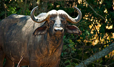 Afrikansk buffel i Lake Nakuru, Kenya