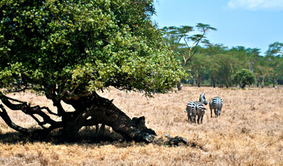 Zebror som lämnar sitt solskydd vid ett träd, Lake Nakuru Kenya