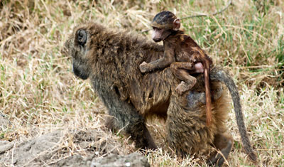 En liten babian har tagit ett grepp om sin mammas päls, Lake Nakuru Kenya