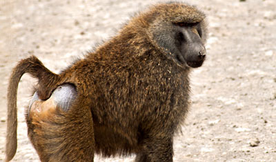 En babian stannar upp och kollar in oss, Lake Nakuru Kenya