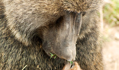 Babianen låter sig smaka av gräset och tar det lugnt på sin lilla paus, Lake Nakuru Kenya
