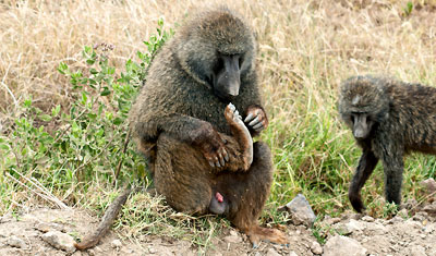 Ibland behöver en babian klia sig under foten, Lake Nakuru Kenya
