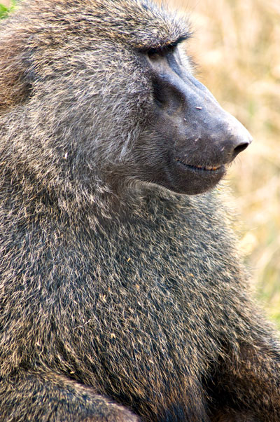 En stor hanne spanar på sin grupp och omgivningen, Lake Nakuru Kenya