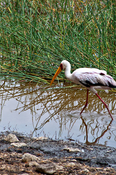 En Afrikansk Ibisstork vid vattenbrynet i Lake Nakuru, Kenya