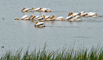 Vita pelikaner fiskar i Lake Nakuru, Kenya