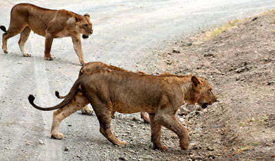 Fem lejon passerar på vägen precis framför vår bil i Lake Nakuru, Kenya