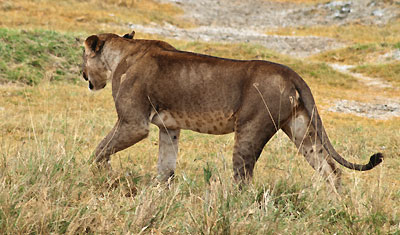 Ett törstigt lejon på väg mot ett vattenhål, Lake Nakuru Kenya