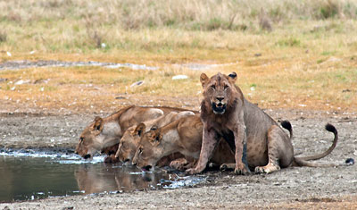 En stor lejonhanne spanar in oss,  Lake Nakuru Kenya