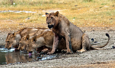 Törstiga lejon lapar vatten i ett vattenhål, Lake Nakuru Kenya