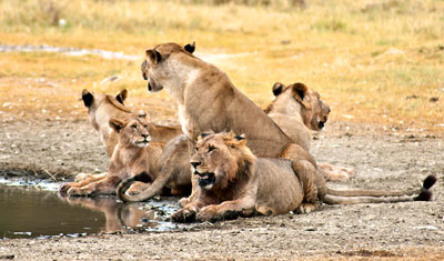 Uppbrott bland lejonen vid vattenhållet, Lake Nakuru Kenya