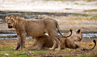 Gruppen av lejon delar upp sig, Lake Nakuru,Kenya