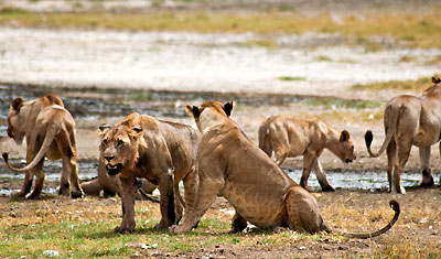 På väg mot en mer ostörd plats för lejonflocken, Lake Nakuru Kenya
