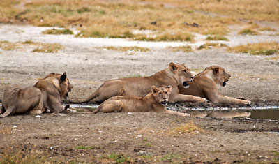 Lejonflocken tar en stunds vila efter det släckt sin törst, Lake Nakuru Kenya
