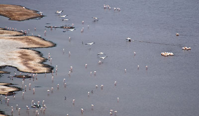 Fågelliv i Lake Nakuru, Kenya