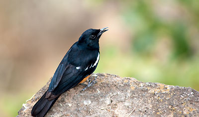 En vacker svart fågel sjunger för oss, Lake Nakuru, Kenya