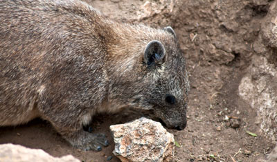 En liten klippgrävling vid Baboon Hill i Lake Nakuru, Kenya