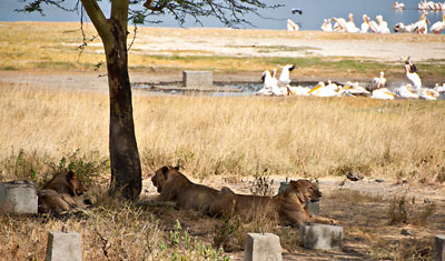 Några lejon har tagit skydd från solen under ett träd i Lake Nakuru medan de spanar in fåglarna vid vattenhålet, Kenya