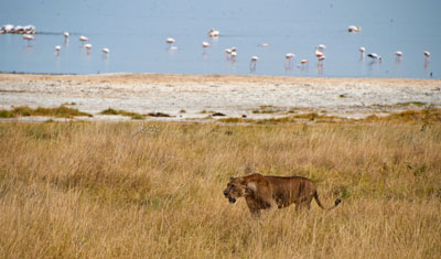 Ett lejon smyger fram i det höga gräset, Lake Nakuru Kenya