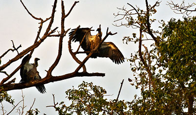Gamarna väntar på sin tur, Kenya