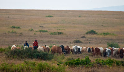 Massajer föser boskap i Masai Mara, Kenya