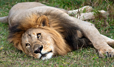 En lejonhane slappar, Kenya