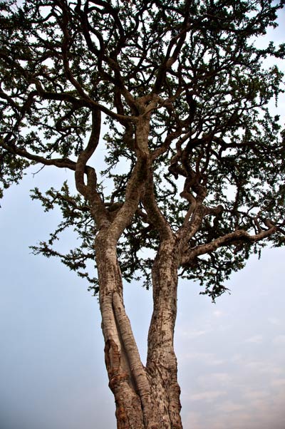 Akasia träd på savannen i Masai Mara, Kenya