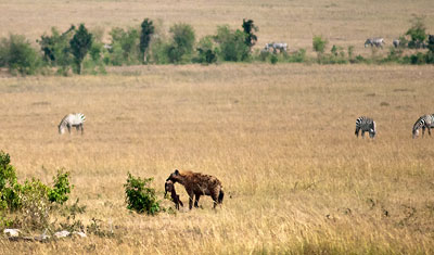 Hyena med byte i Masai Mara, Kenya