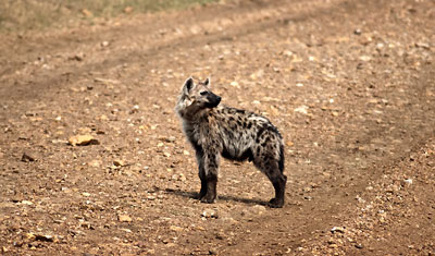 Hyena pausar på vägen och ser sig om, Kenya