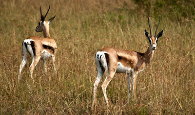 Grants Gaseller i Masai Mara, Kenya