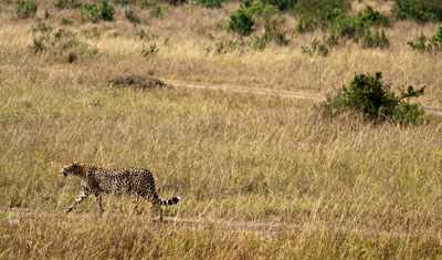 Gepard kommer mot oss, Kenya