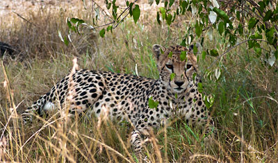 Gepard vilar i Masai Mara, Kenya