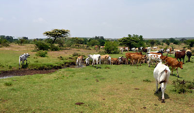 Kofösare i Masai Mara, Kenya