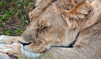 Lejoninna med litet sår på tassen, Kenya