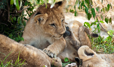 Lejonungar i Masai Mara, Kenya