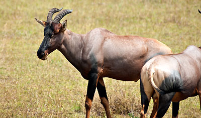 Topi i Masai Mara, Kenya