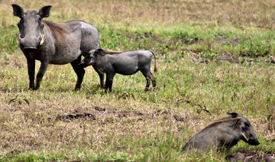 Familj med vårtsvin i Masai Mara, Kenya