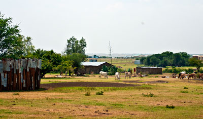 Boskap och byggnader i Masai Mara, Kenya