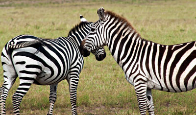 Zebra i Masai Mara, Kenya