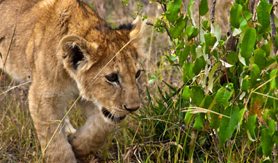Lejonunge smyger bland buskarna, Kenya