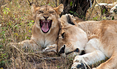 Lejoninna och dess lejonunge, Kenya