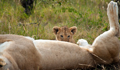 Lejonunge som diar, Kenya