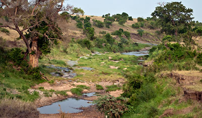 Vackert landskap i Masai Mara, Kenya