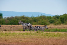 Zebror på morgonen i Masai Mara, Kenya