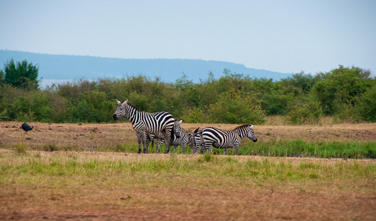 Zebror på morgonen i Masai Mara, Kenya Zebror på morgonen i Masai Mara, Kenya